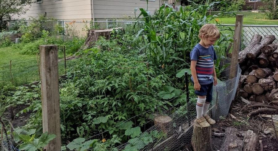 My garden in late summer